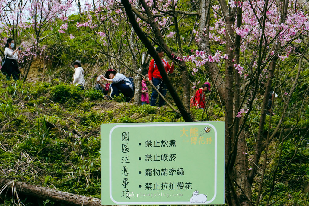 三峽大熊櫻花林