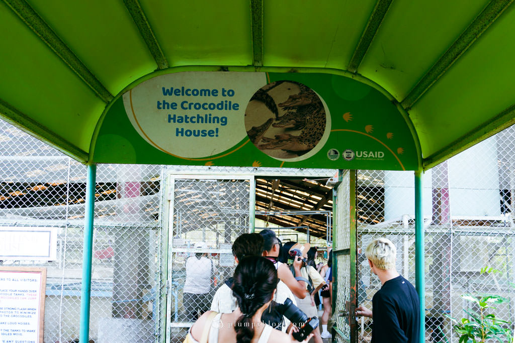 菲律賓巴拉望 鱷魚農場 野生動物培育中心