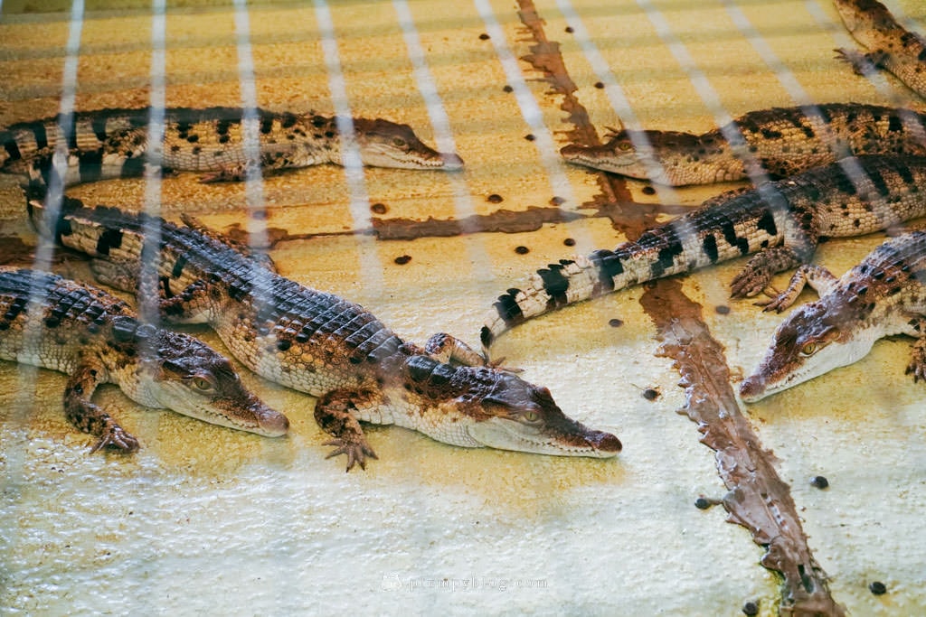 菲律賓巴拉望 鱷魚農場 野生動物培育中心