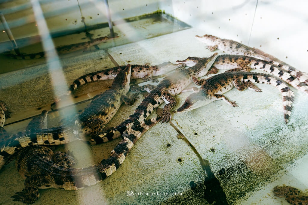 菲律賓巴拉望 鱷魚農場 野生動物培育中心