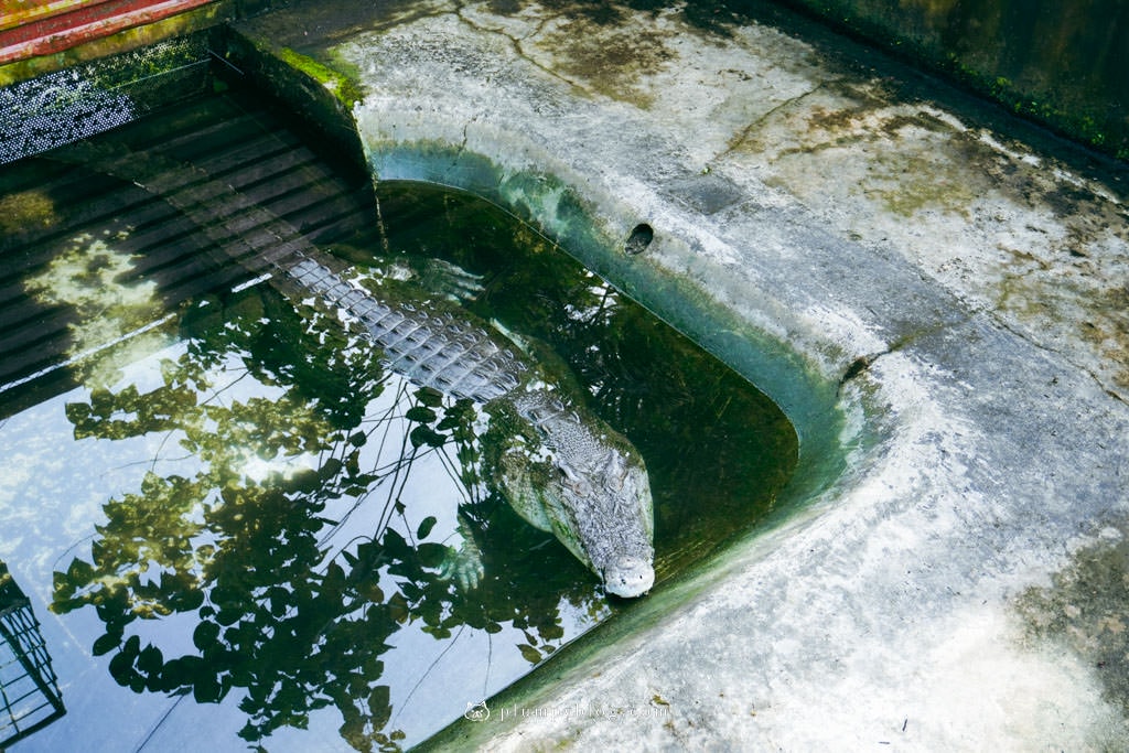 菲律賓巴拉望景點|鱷魚農場|蝴蝶園|巴達克原住民部落|蜜都拉之家|麵包山丘|古老大教堂 - 第8張圖 菲律賓巴拉望 鱷魚農場 野生動物培育中心