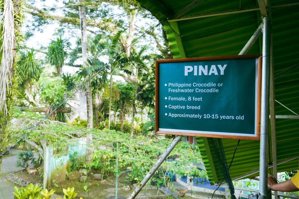 菲律賓巴拉望 鱷魚農場 野生動物培育中心