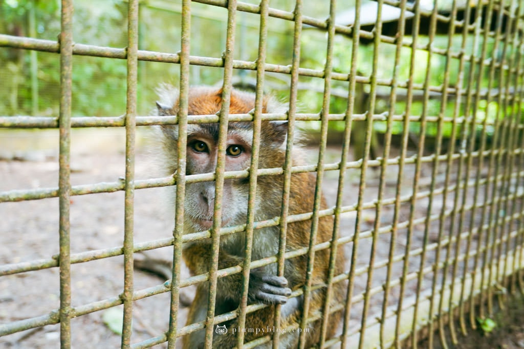 菲律賓巴拉望 鱷魚農場 野生動物培育中心