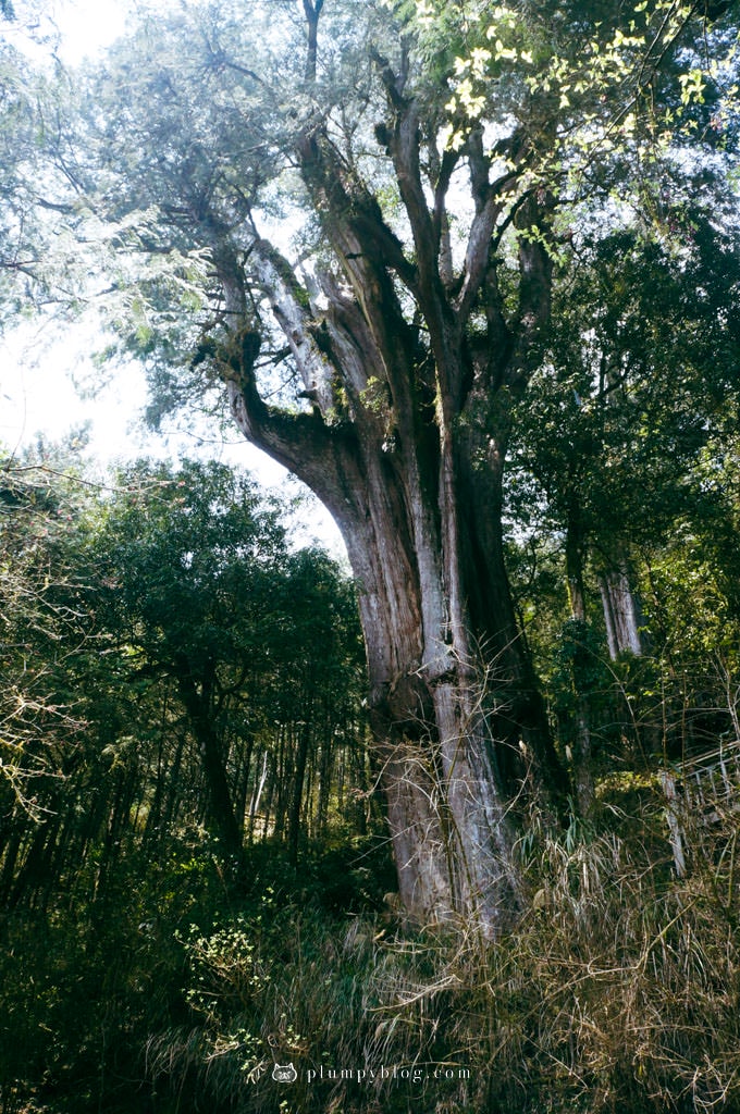 【限定優惠】力麗馬告生態園區兩天一夜|住宿交通|宜蘭景點|在山林中沐浴,找回最純粹的美好!明池森林遊樂園區、棲蘭神木園區、棲蘭山莊住宿一次看~ - 第87張圖 棲蘭神木園