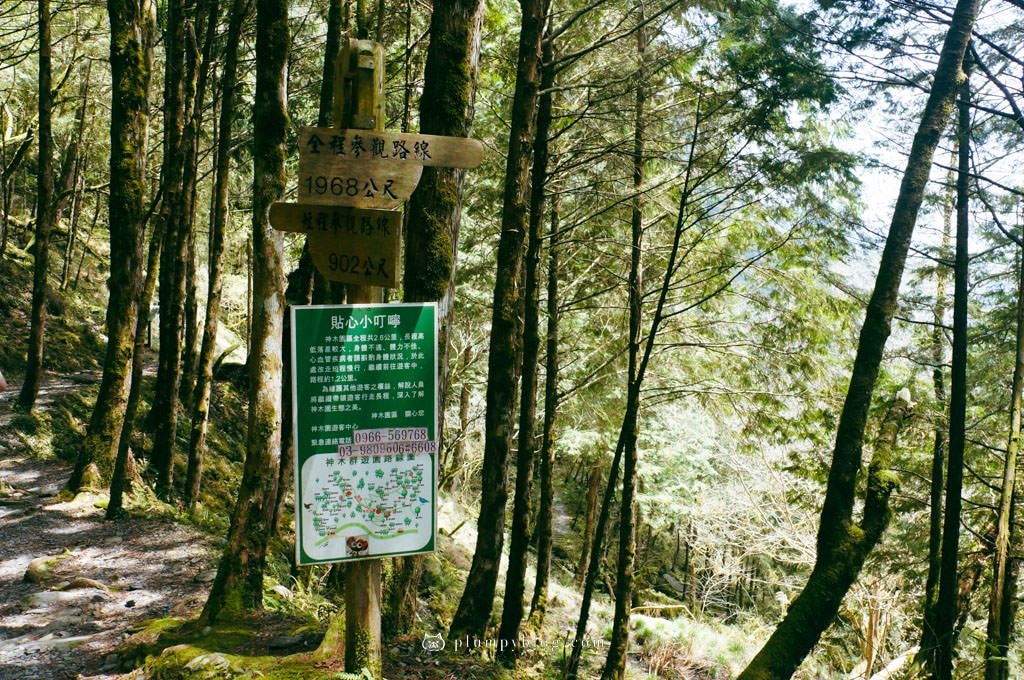 【限定優惠】力麗馬告生態園區兩天一夜|住宿交通|宜蘭景點|在山林中沐浴,找回最純粹的美好!明池森林遊樂園區、棲蘭神木園區、棲蘭山莊住宿一次看~ - 第83張圖 棲蘭神木園