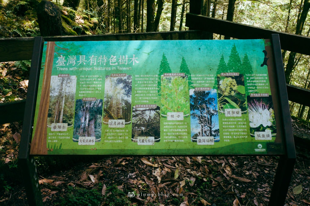 【限定優惠】力麗馬告生態園區兩天一夜|住宿交通|宜蘭景點|在山林中沐浴,找回最純粹的美好!明池森林遊樂園區、棲蘭神木園區、棲蘭山莊住宿一次看~ - 第88張圖 棲蘭神木園