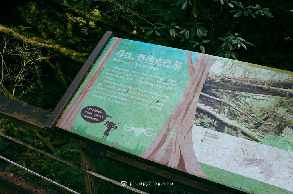 【限定優惠】力麗馬告生態園區兩天一夜|住宿交通|宜蘭景點|在山林中沐浴,找回最純粹的美好!明池森林遊樂園區、棲蘭神木園區、棲蘭山莊住宿一次看~ - 第91張圖 棲蘭神木園
