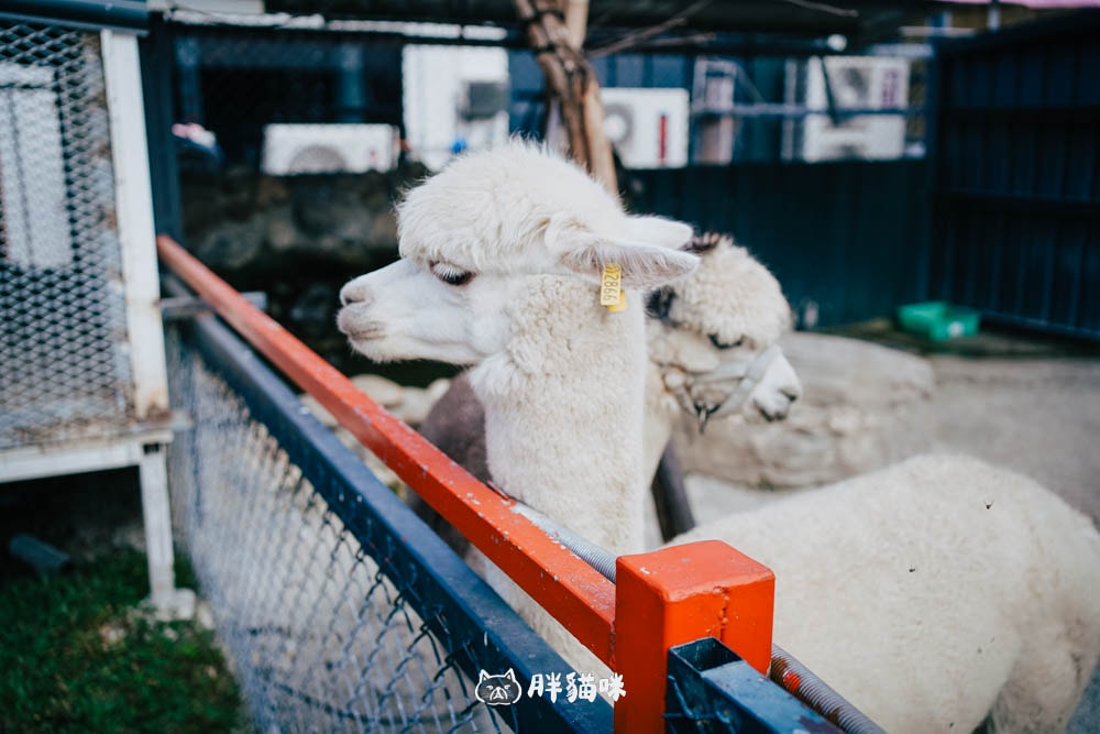 花蓮景點:超療癒農場!【張家の樹園】免費和服體驗+小動物互動,來這裡拍爆記憶體! - 第14張圖
