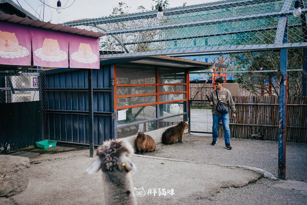 花蓮景點:超療癒農場!【張家の樹園】免費和服體驗+小動物互動,來這裡拍爆記憶體! - 第15張圖