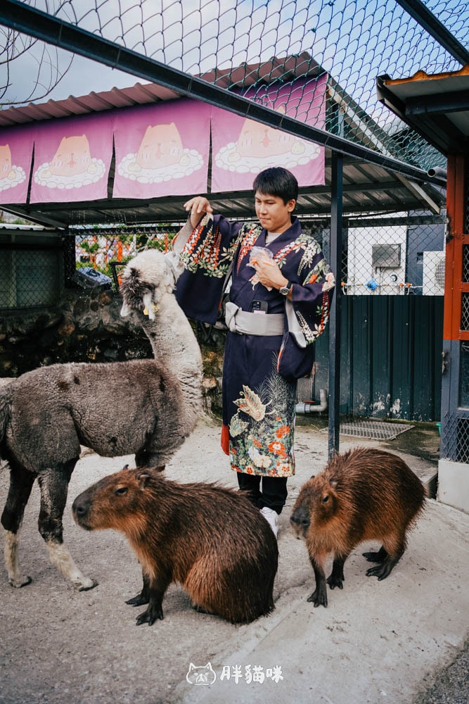 花蓮景點:超療癒農場!【張家の樹園】免費和服體驗+小動物互動,來這裡拍爆記憶體! - 第16張圖