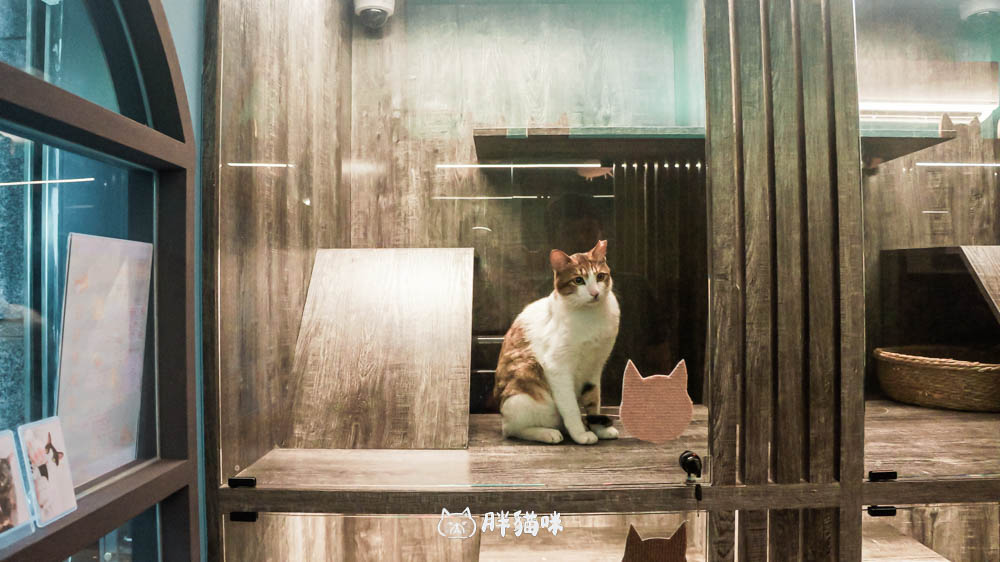 兔兔旅館推薦【MaAh喵品行旅】:兔寶爸媽看過來!最細心的兔兔旅館完整體驗五星級體驗全紀錄! - 第32張圖