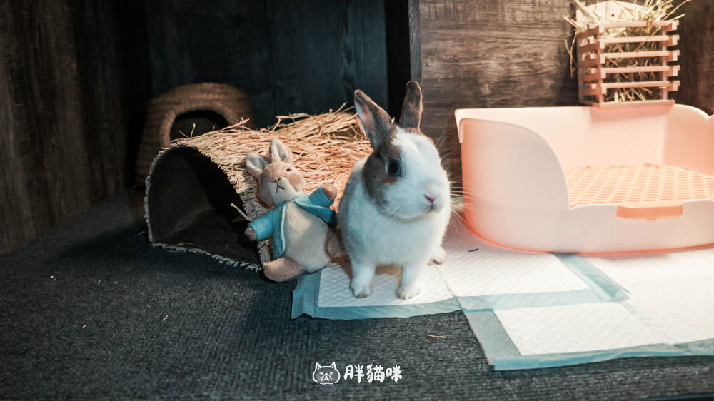 兔兔旅館推薦【MaAh喵品行旅】:兔寶爸媽看過來!最細心的兔兔旅館完整體驗五星級體驗全紀錄! - 第27張圖