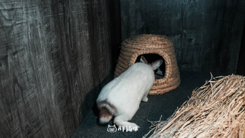 兔兔旅館推薦【MaAh喵品行旅】:兔寶爸媽看過來!最細心的兔兔旅館完整體驗五星級體驗全紀錄! - 第19張圖