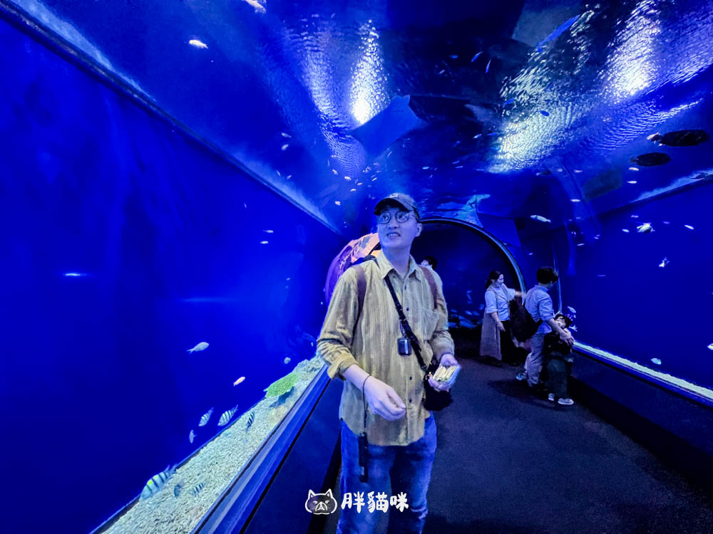 【大阪雨天景點推薦】大阪海遊館:全世界最大的水槽,非去不可的3大理由! - 第21張圖
