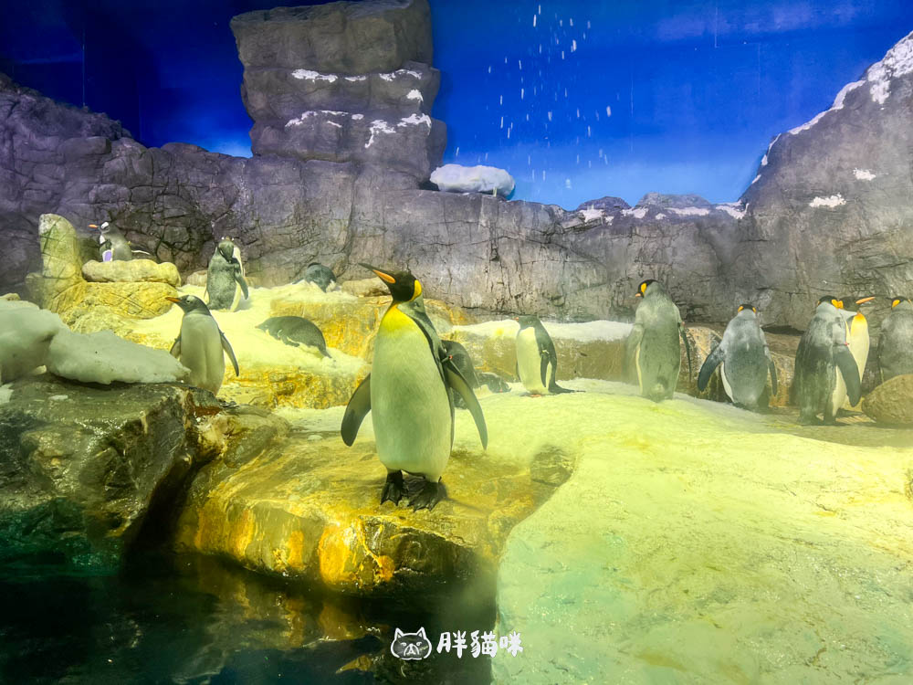 【大阪雨天景點推薦】大阪海遊館:全世界最大的水槽,非去不可的3大理由! - 第16張圖