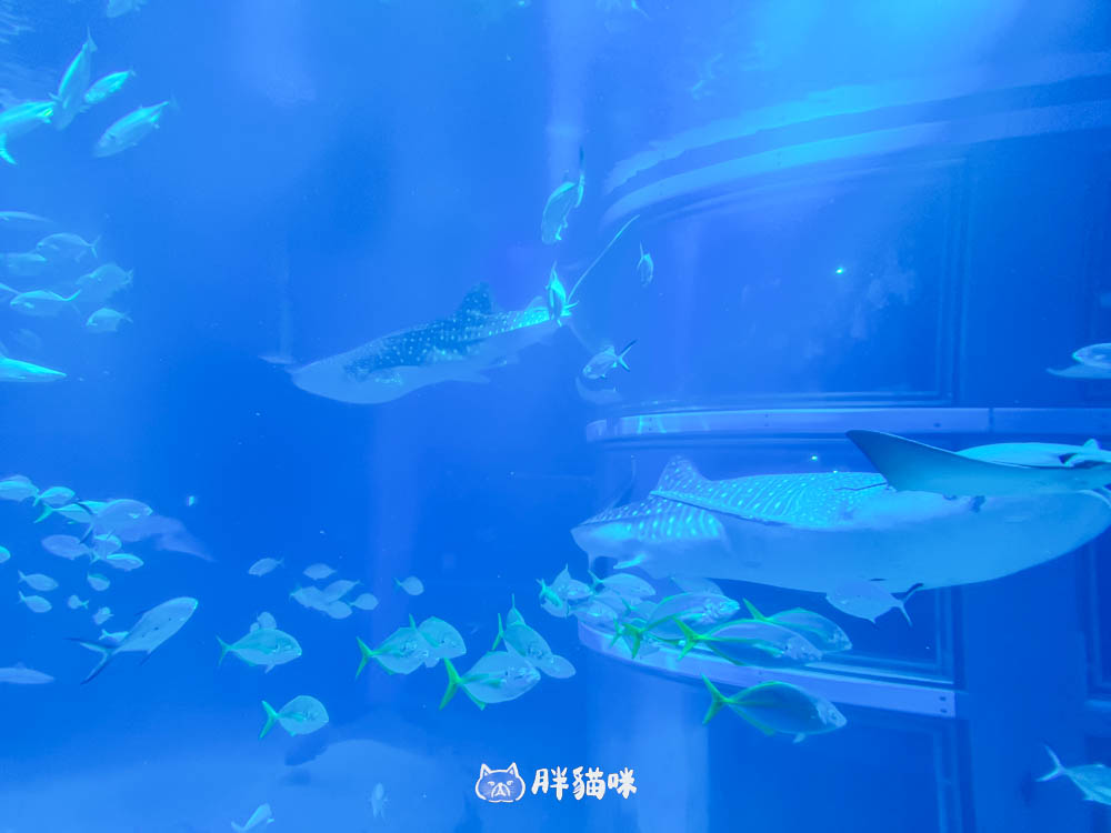 【大阪雨天景點推薦】大阪海遊館:全世界最大的水槽,非去不可的3大理由! - 第8張圖