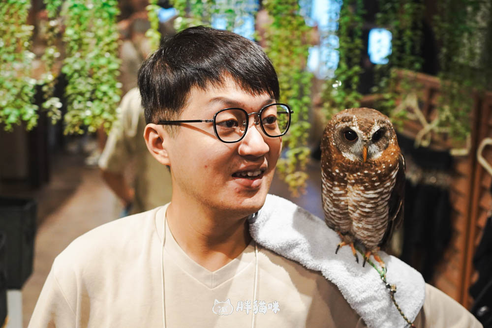 日本旅遊推薦:台灣體驗不到!大阪必訪貓頭鷹咖啡廳Chouette完整攻略,近距離互動萌到炸 - 第15張圖