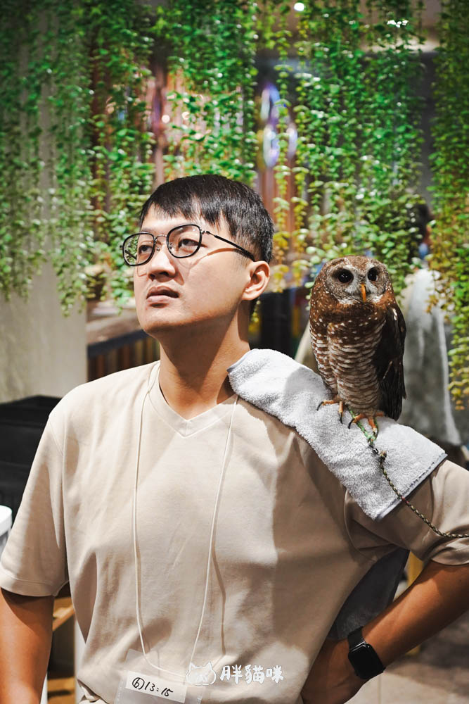 日本旅遊推薦:台灣體驗不到!大阪必訪貓頭鷹咖啡廳Chouette完整攻略,近距離互動萌到炸 - 第14張圖
