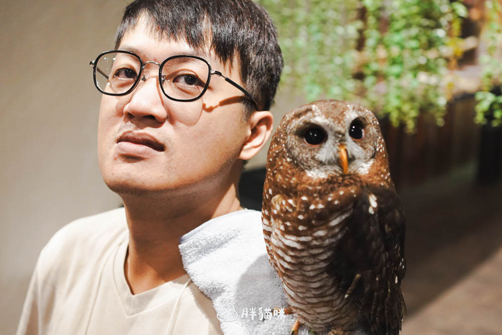 日本旅遊推薦:台灣體驗不到!大阪必訪貓頭鷹咖啡廳Chouette完整攻略,近距離互動萌到炸 - 第13張圖