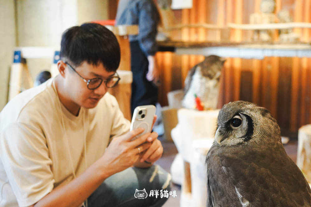 日本旅遊推薦:台灣體驗不到!大阪必訪貓頭鷹咖啡廳Chouette完整攻略,近距離互動萌到炸 - 第3張圖