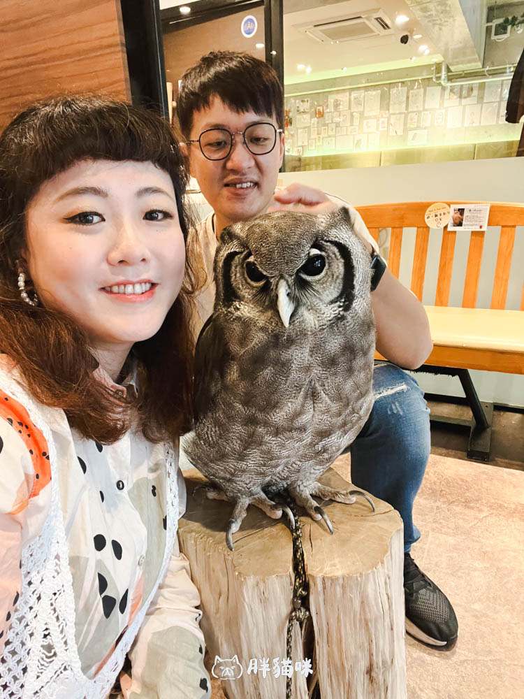 日本旅遊推薦:台灣體驗不到!大阪必訪貓頭鷹咖啡廳Chouette完整攻略,近距離互動萌到炸 - 第12張圖