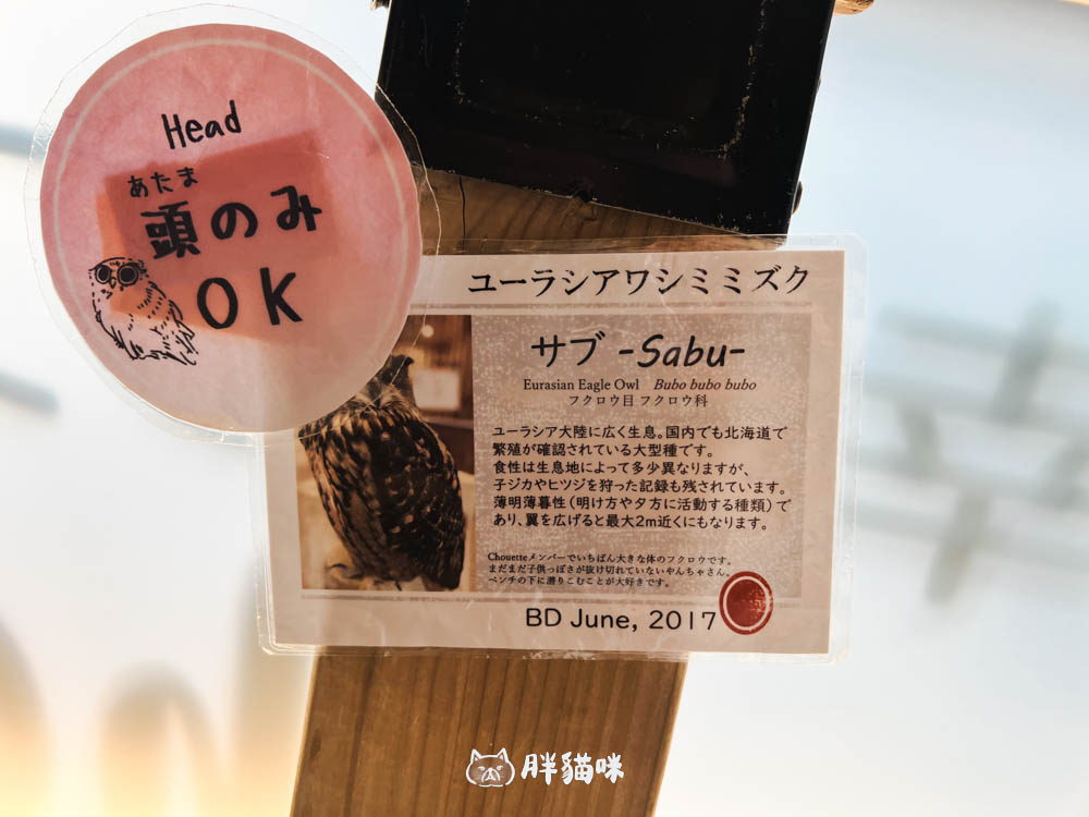 日本旅遊推薦:台灣體驗不到!大阪必訪貓頭鷹咖啡廳Chouette完整攻略,近距離互動萌到炸 - 第10張圖