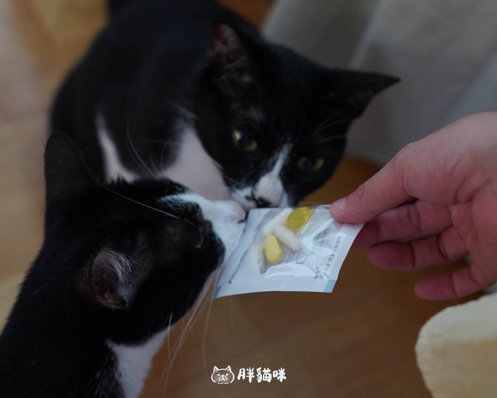 【開箱評測】自媒體創作者的真實保健實測!3款AconFit機能保健品讓我吃回元氣 - 第2張圖