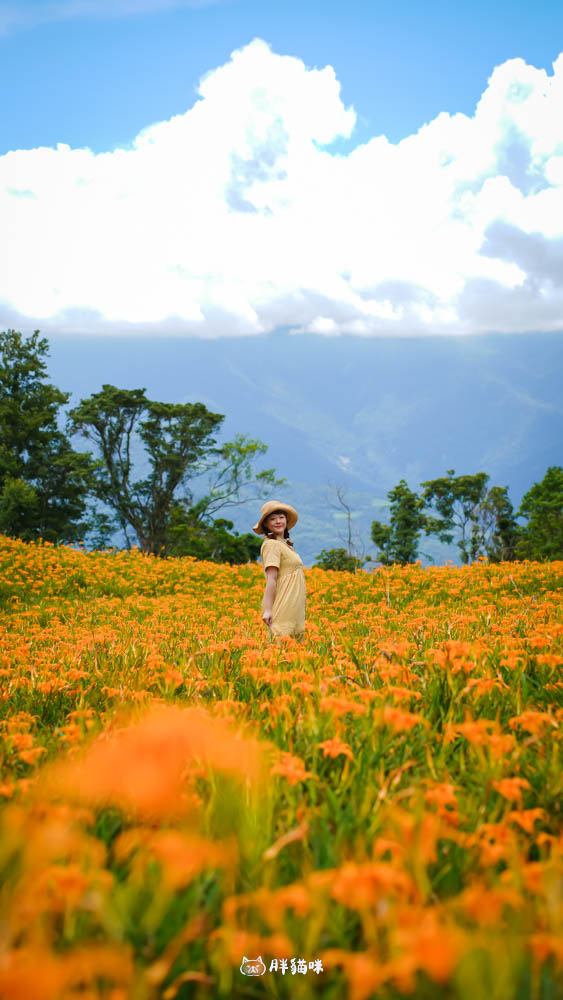 2025 花蓮赤科山金針花海