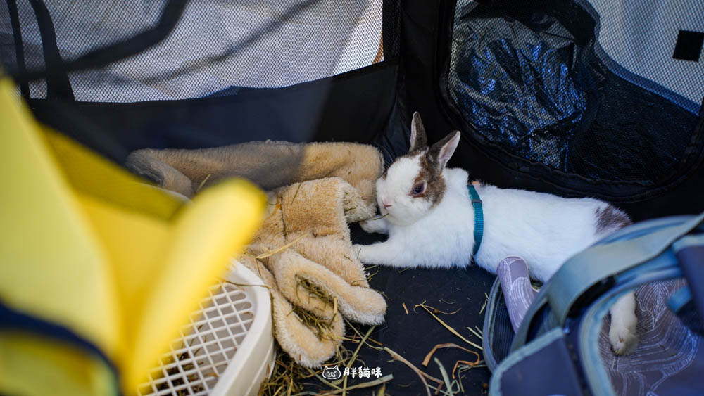 【國旅租車推薦】挑戰帶毛小孩到山上露營3天2夜:用 gogoout 租車平台租車,輕鬆載2隻兔子+露營裝備全攻略! - 第23張圖