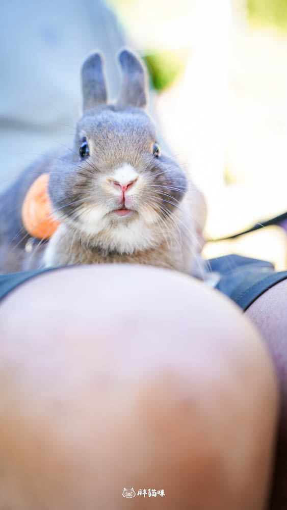 【國旅租車推薦】挑戰帶毛小孩到山上露營3天2夜:用 gogoout 租車平台租車,輕鬆載2隻兔子+露營裝備全攻略! - 第33張圖