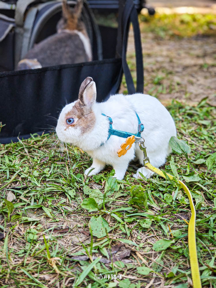 【國旅租車推薦】挑戰帶毛小孩到山上露營3天2夜:用 gogoout 租車平台租車,輕鬆載2隻兔子+露營裝備全攻略! - 第34張圖