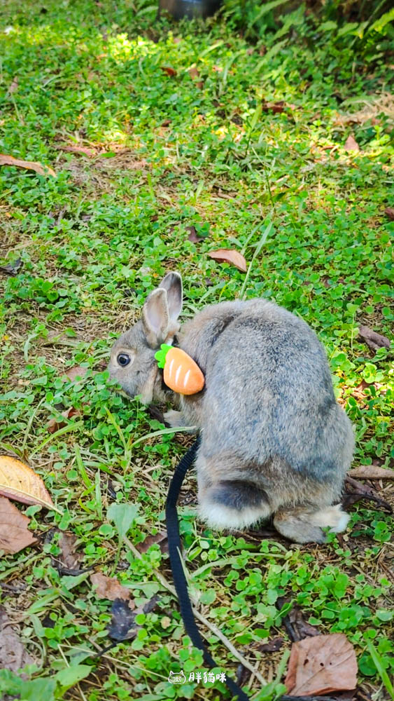 【國旅租車推薦】挑戰帶毛小孩到山上露營3天2夜:用 gogoout 租車平台租車,輕鬆載2隻兔子+露營裝備全攻略! - 第36張圖
